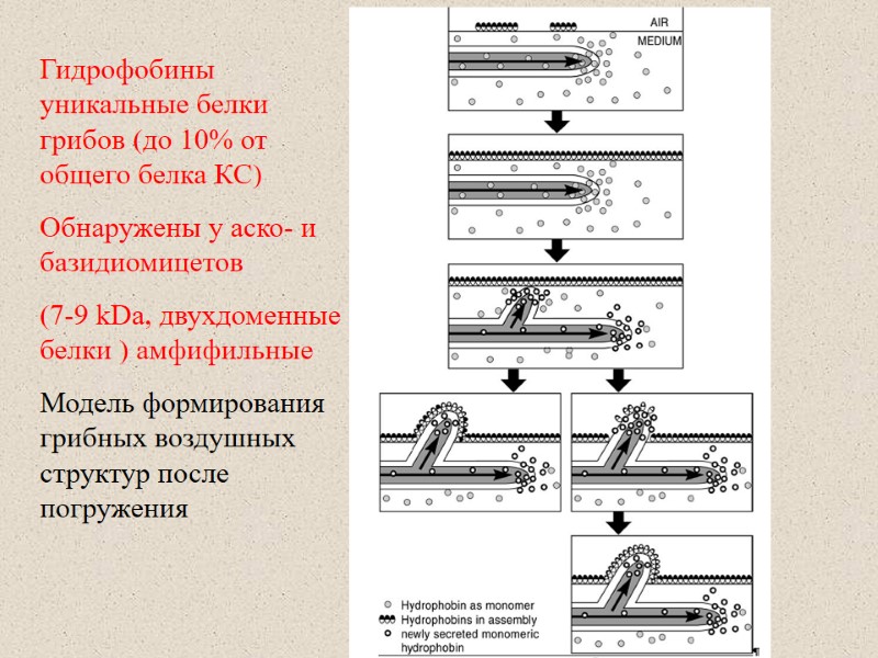 Гидрофобины уникальные белки грибов (до 10% от общего белка КС)  Обнаружены у аско-